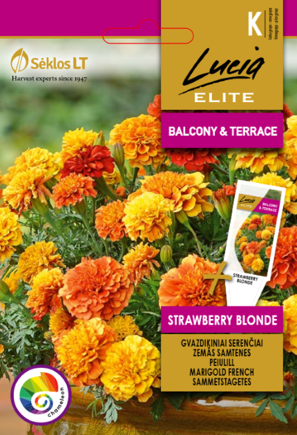GVAZDIKINIAI SERENČIAI STRAWBERRY BLONDE
