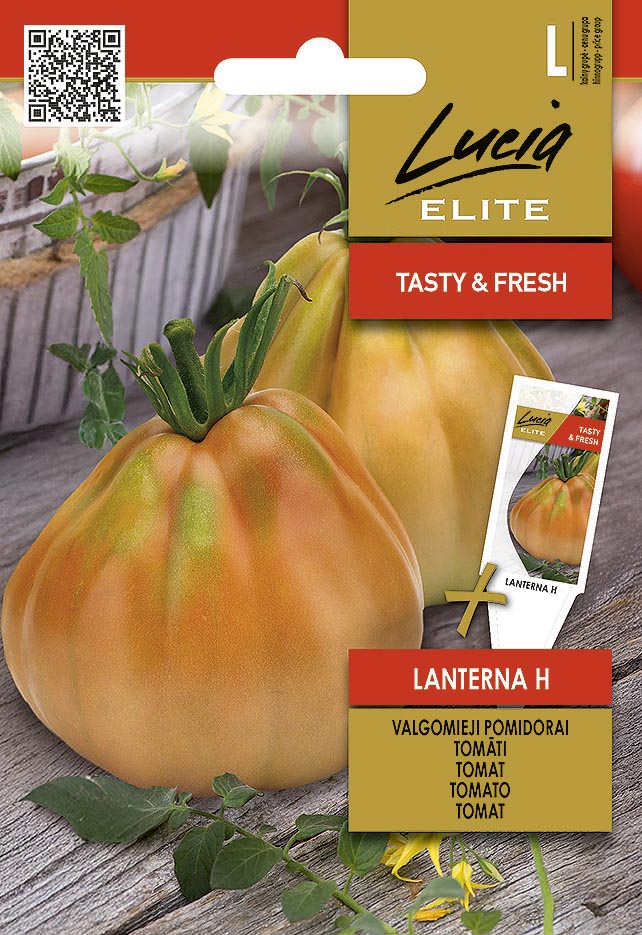 EDIBLE TOMATOES LANTERNA H